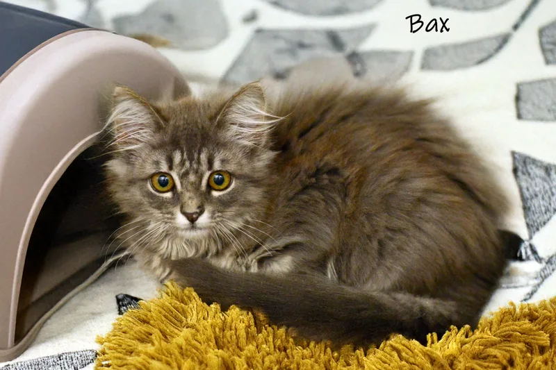 A baby small-sized female Tabby (Gray / Blue / Silver) Domestic Short Hair cat named Bax for adoption in Bishop, GA