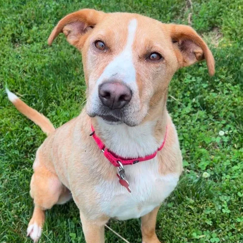 An adult medium-sized female Labrador Retriever dog named Cora for adoption in Valparaiso, IN