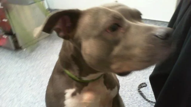 An adult medium-sized female Pit Bull Terrier dog named Royal for adoption in Charlotte, NC