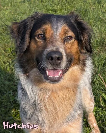 An adult medium-sized male Border Collie dog named Hutchins for adoption in Mason, MI