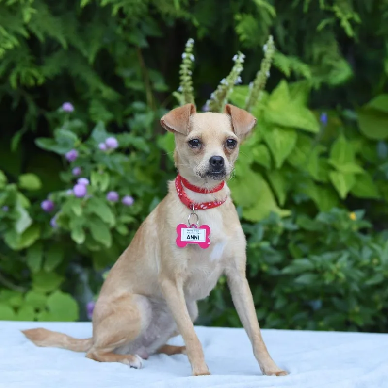 An adult small-sized female Chihuahua dog named Anni for adoption in Wake Forest, NC