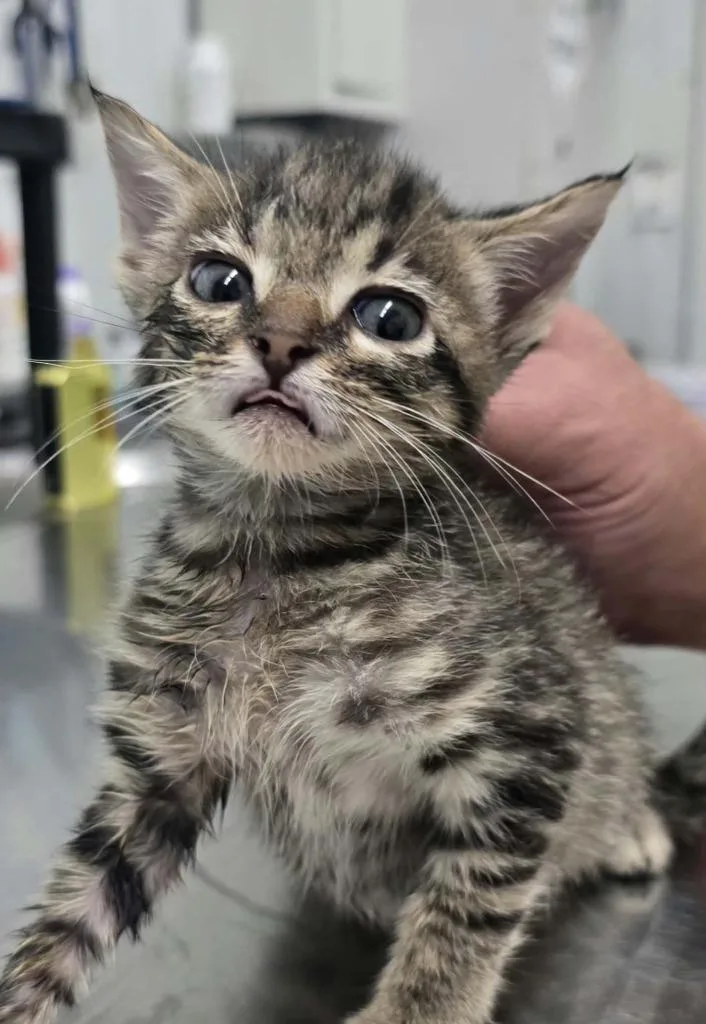 A baby small-sized female Domestic Short Hair cat named Loreal for adoption in Hillsdale, IN
