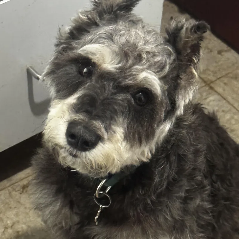 Gus