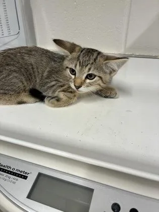A young small-sized male Domestic Short Hair cat named Jason for adoption in Daphne, AL