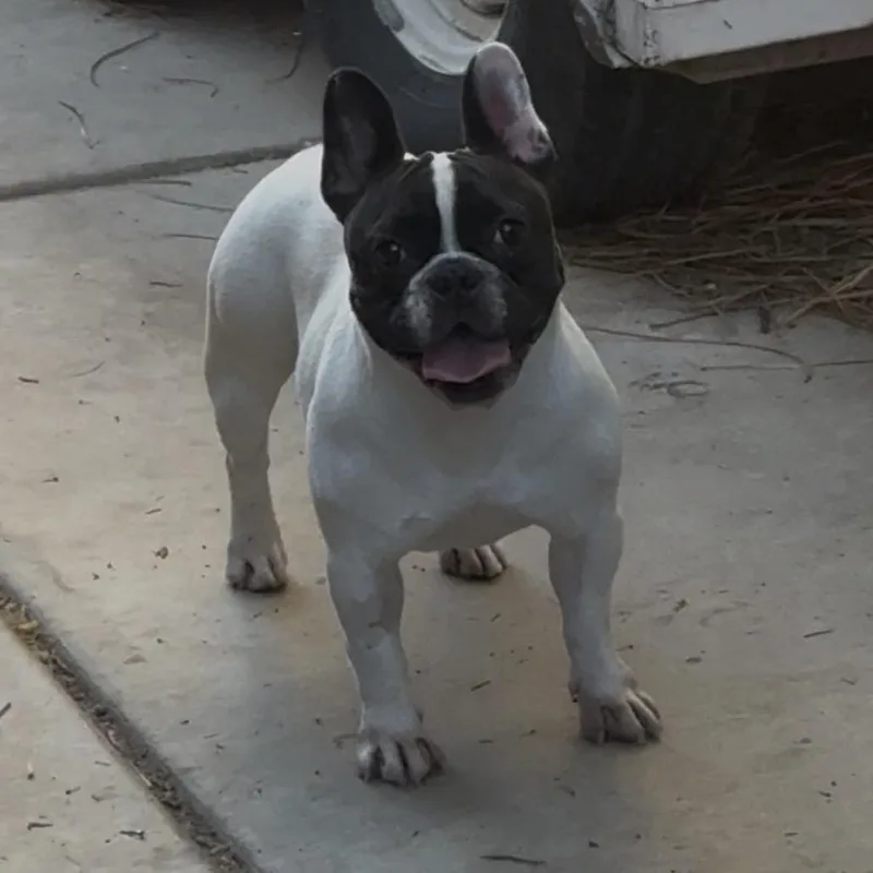 An adult small-sized female White / Cream French Bulldog dog named Oreo Shake for adoption in Las Vegas, NV
