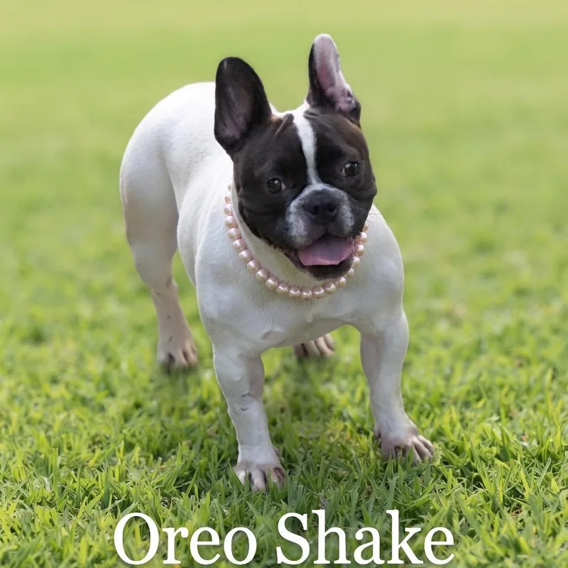 Oreo Shake thumbnail 4