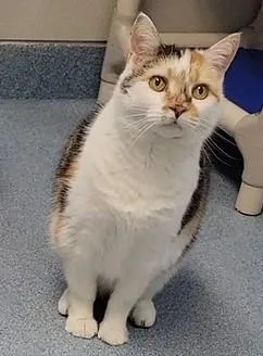 A senior medium-sized female Domestic Medium Hair cat named Cookie for adoption in Taylorsville, NC