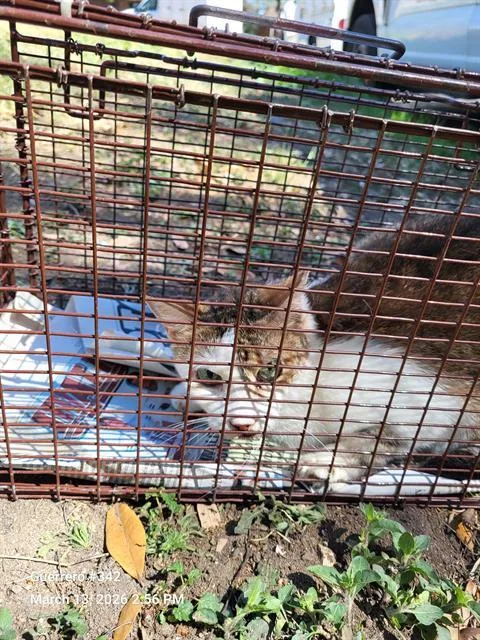 An adult medium-sized male Domestic Short Hair cat named 2-17 for adoption in San Antonio, TX