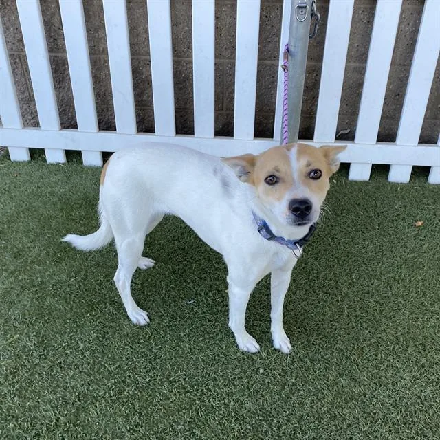 An adult medium-sized female Chihuahua dog named Tequila for adoption in Modesto, CA
