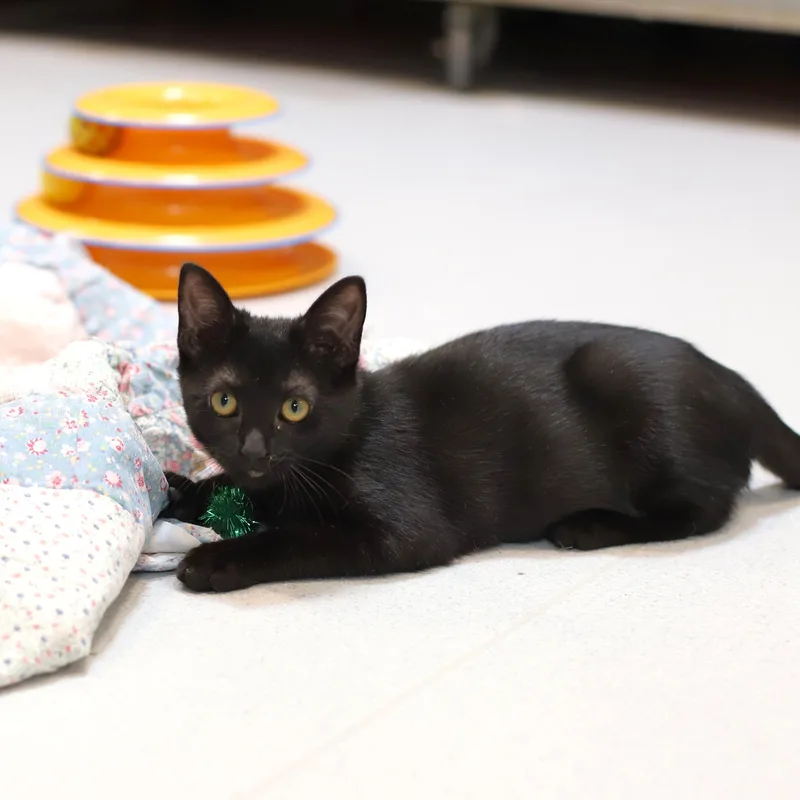 A baby small-sized female Black Domestic Short Hair cat named Josie for adoption in Endicott, NY