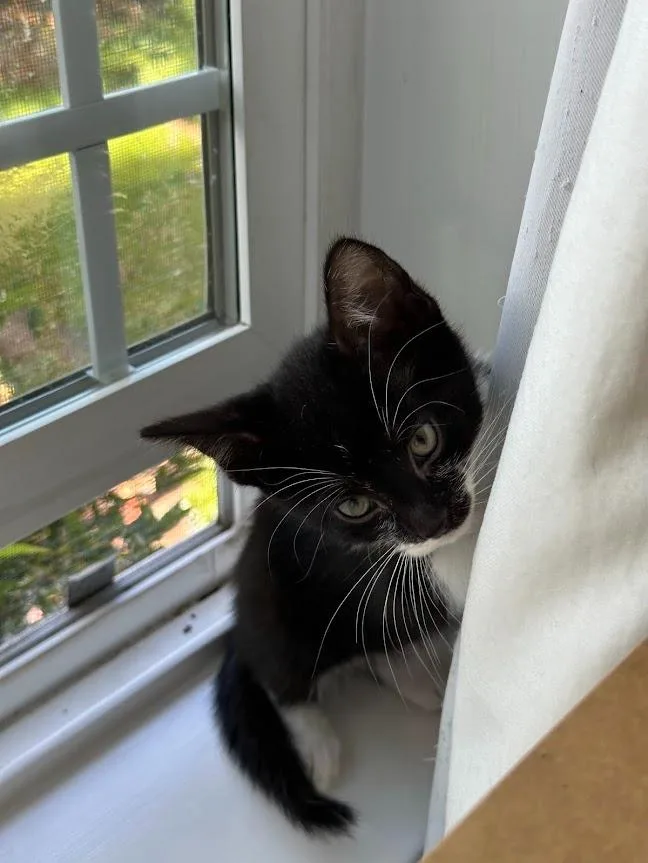 Felix thumbnail 5