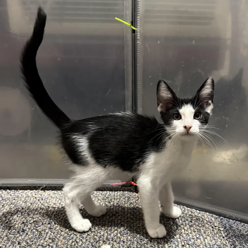 A baby medium-sized male Black Domestic Short Hair cat named Chaos for adoption in Brentwood, CA