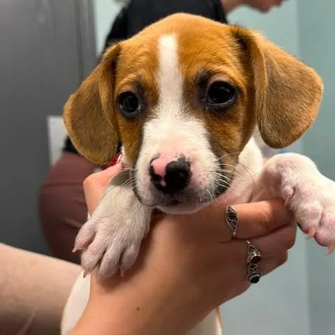 A baby small-sized male Yellow / Tan / Blond / Fawn Mixed Breed dog named Klaus Doo for adoption in Edwardsville, IL