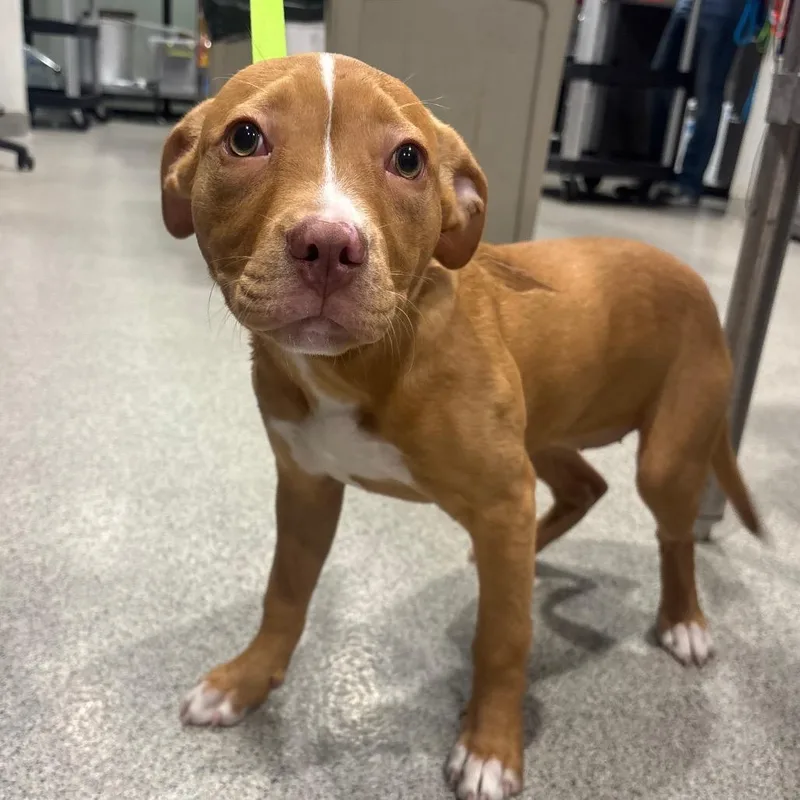 A baby medium-sized female Yellow / Tan / Blond / Fawn Terrier dog named Valentina for adoption in Clearwater, FL