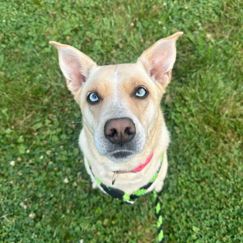 An adult medium-sized female Husky dog named Foxy for adoption in Philadelphia, PA
