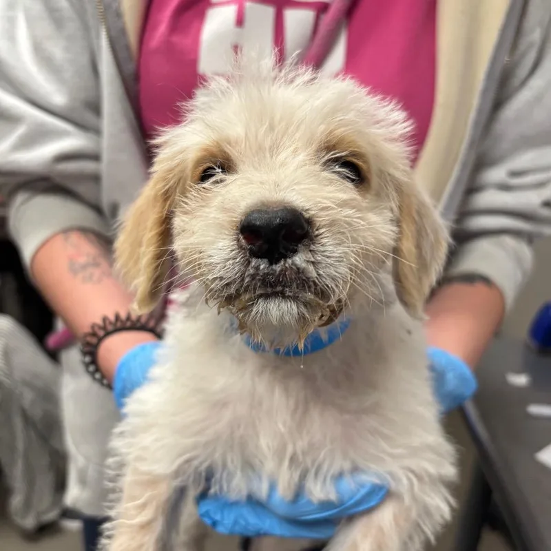 A young small-sized male White / Cream Australian Cattle Dog / Blue Heeler dog named Rudy for adoption in Yuma, AZ