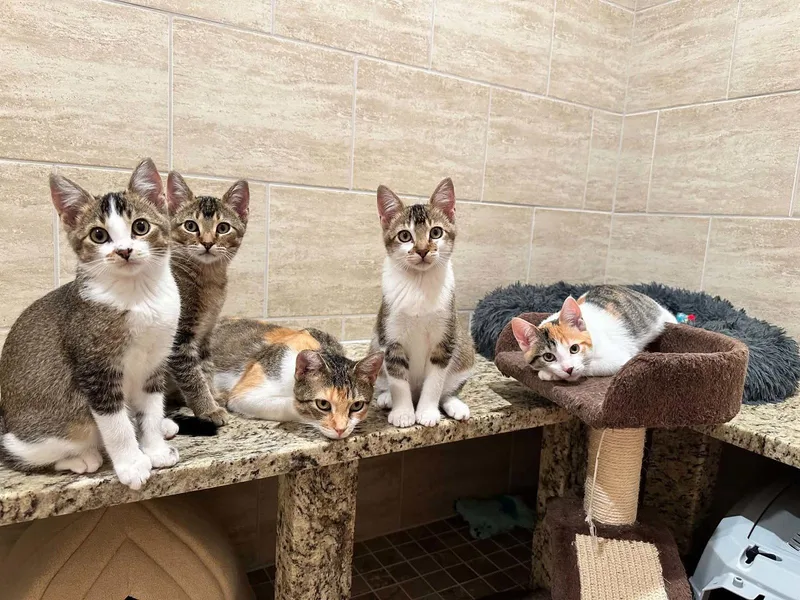 A young medium-sized female Domestic Short Hair cat named Marmee for adoption in New Prague, MN