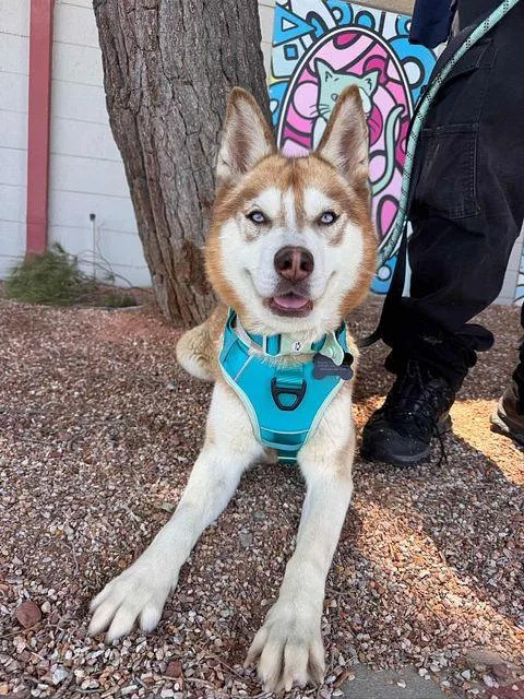 Canela The Red Beauty thumbnail 2