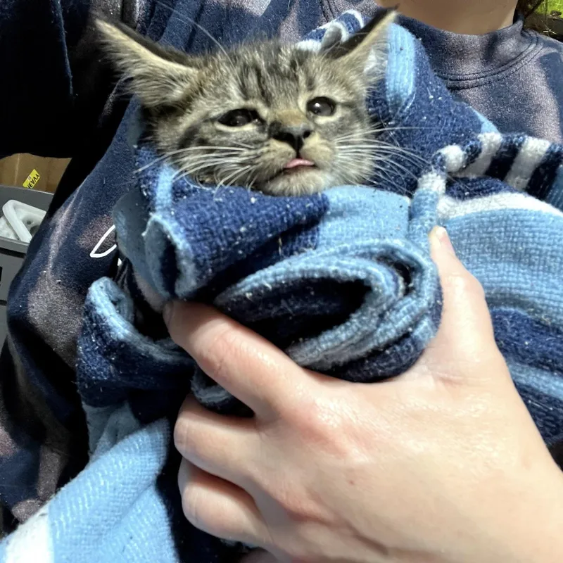 A baby medium-sized male Tabby cat named Newbie for adoption in Columbia, SC