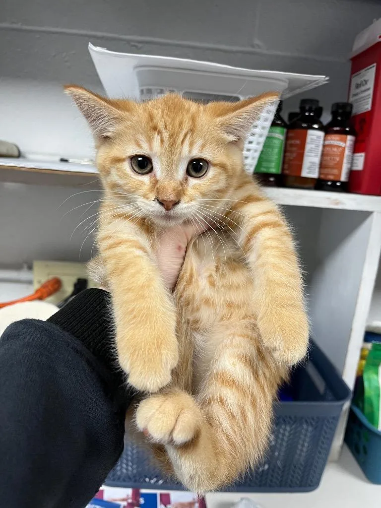 A baby medium-sized male Domestic Short Hair cat named Oj for adoption in Troy, OH