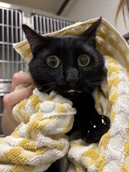 An adult medium-sized male Domestic Short Hair cat named Working Cat Title for adoption in Silverdale, WA