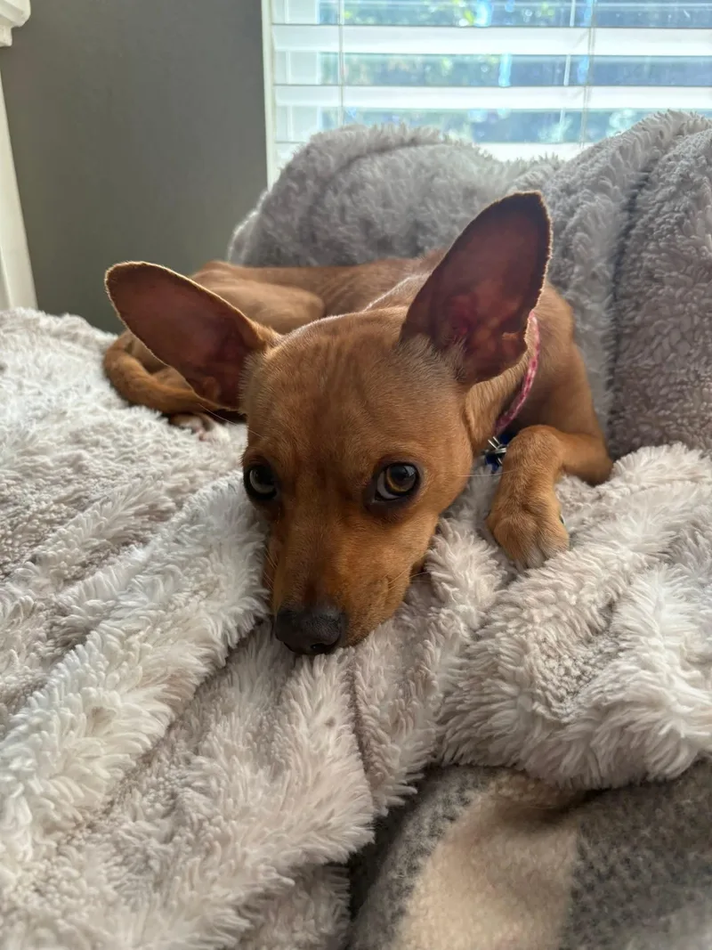 An adult small-sized female Red / Chestnut / Orange Chihuahua dog named Twill for adoption in Shingle Springs, CA