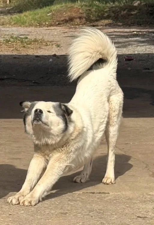 A young extra large-sized male Great Pyrenees dog named Thor for adoption in Winter Park, CO