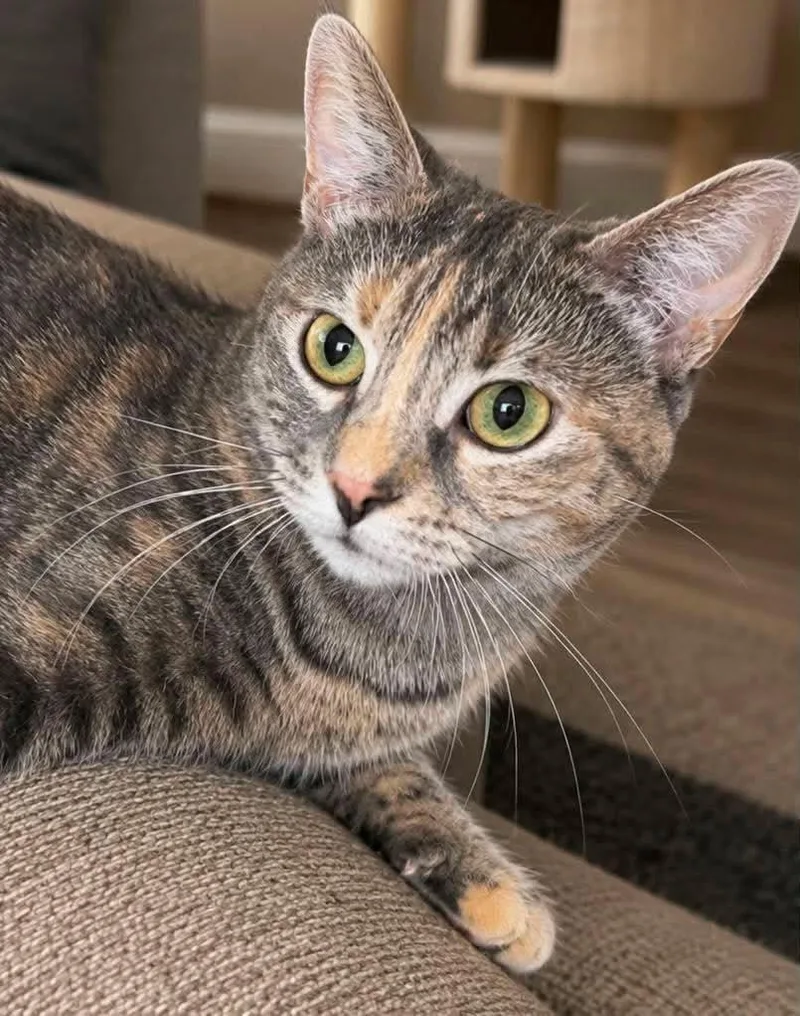 A baby medium-sized female Torbie Domestic Short Hair cat named Melanie for adoption in Sioux Falls, SD
