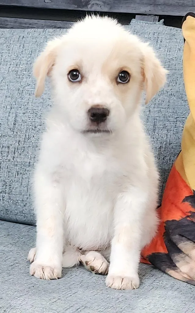 A baby medium-sized female Australian Shepherd dog named Zofia for adoption in Cottonwood, AZ
