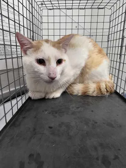 An adult large-sized male Domestic Short Hair cat named Chuck Roast for adoption in Sevierville, TN