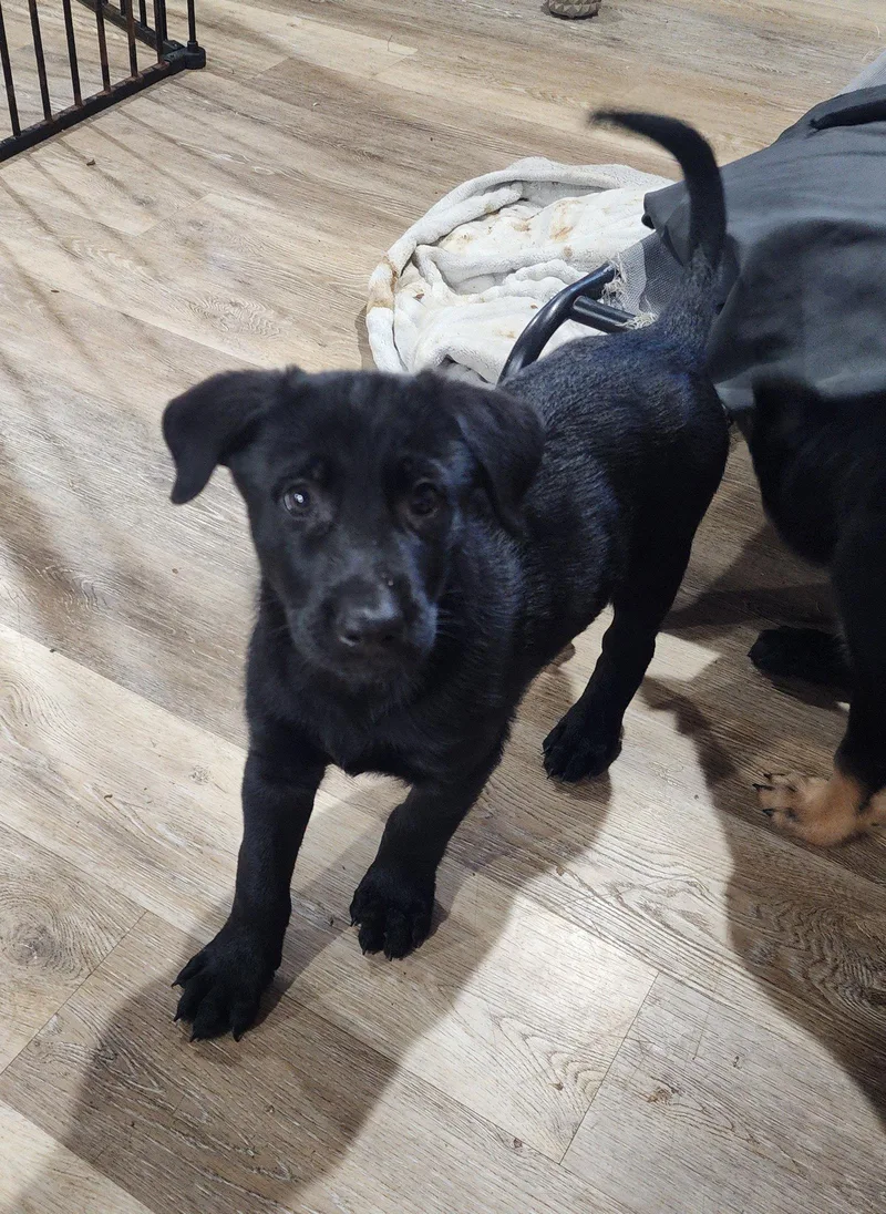A baby medium-sized male Shepherd dog named Chase for adoption in Marine City, MI