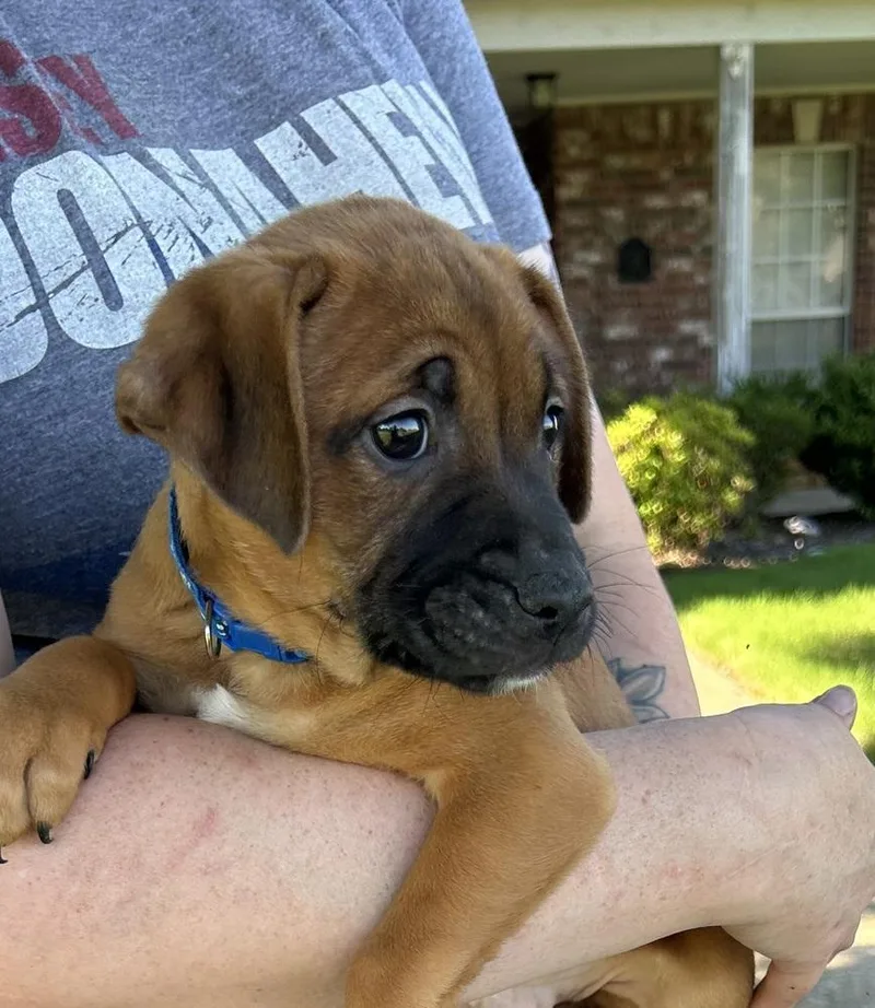 A baby medium-sized male Tricolor (Brown, Black, & White) Boxer dog named Alvin  Raya’s Litter for adoption in Horn Lake, MS