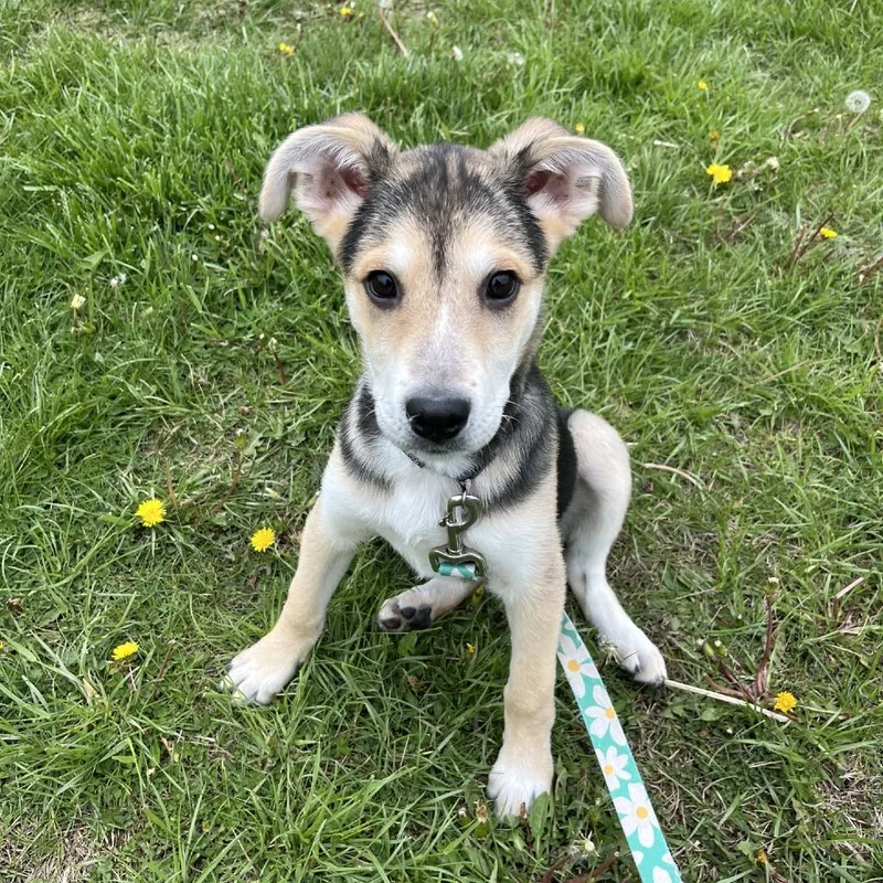 A young small-sized female Shepherd dog named Stormie for adoption in South Elgin, IL