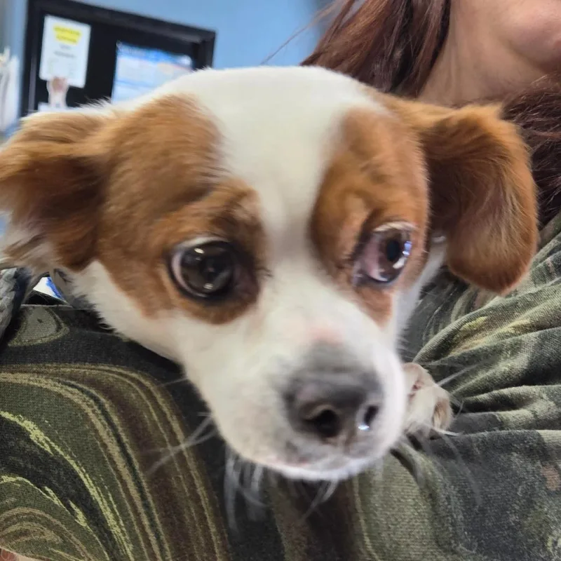 A senior small-sized female Brown / Chocolate Chihuahua dog named Ela for adoption in Newark, NJ