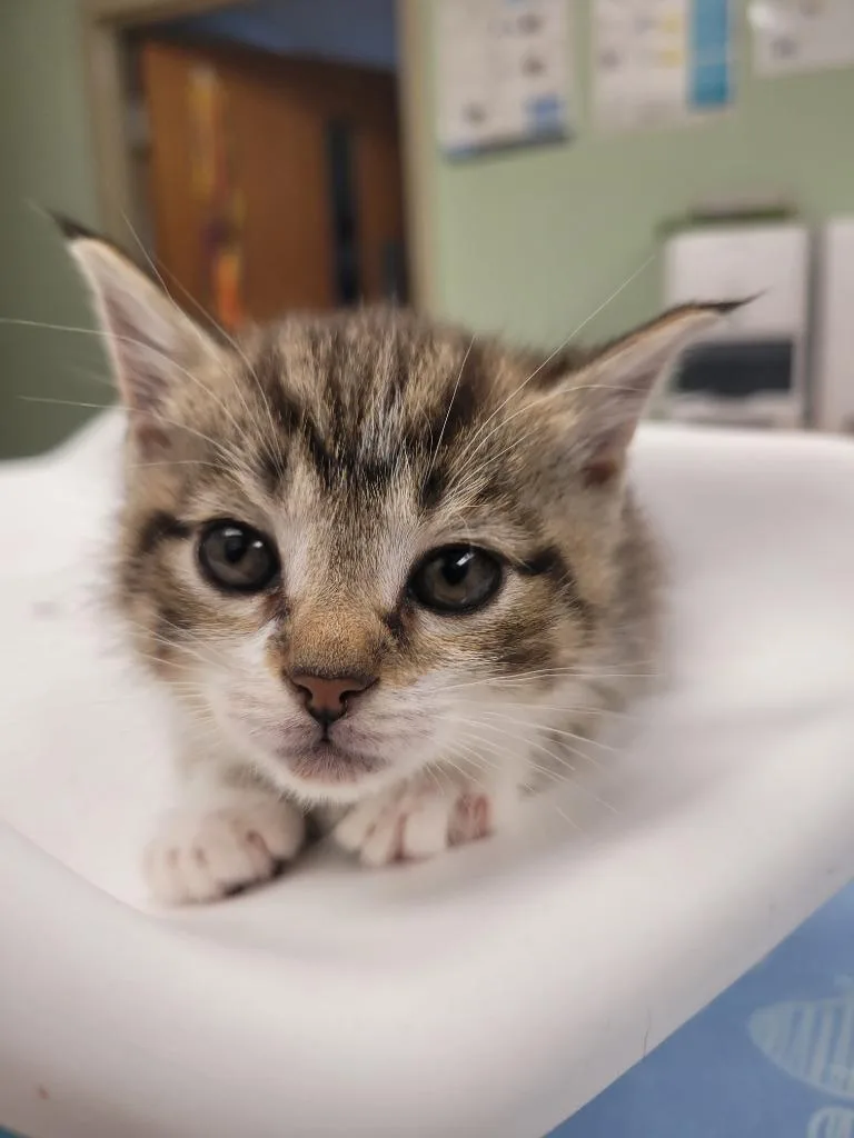 A baby small-sized female Domestic Medium Hair cat named Turkey for adoption in Waverly, NY