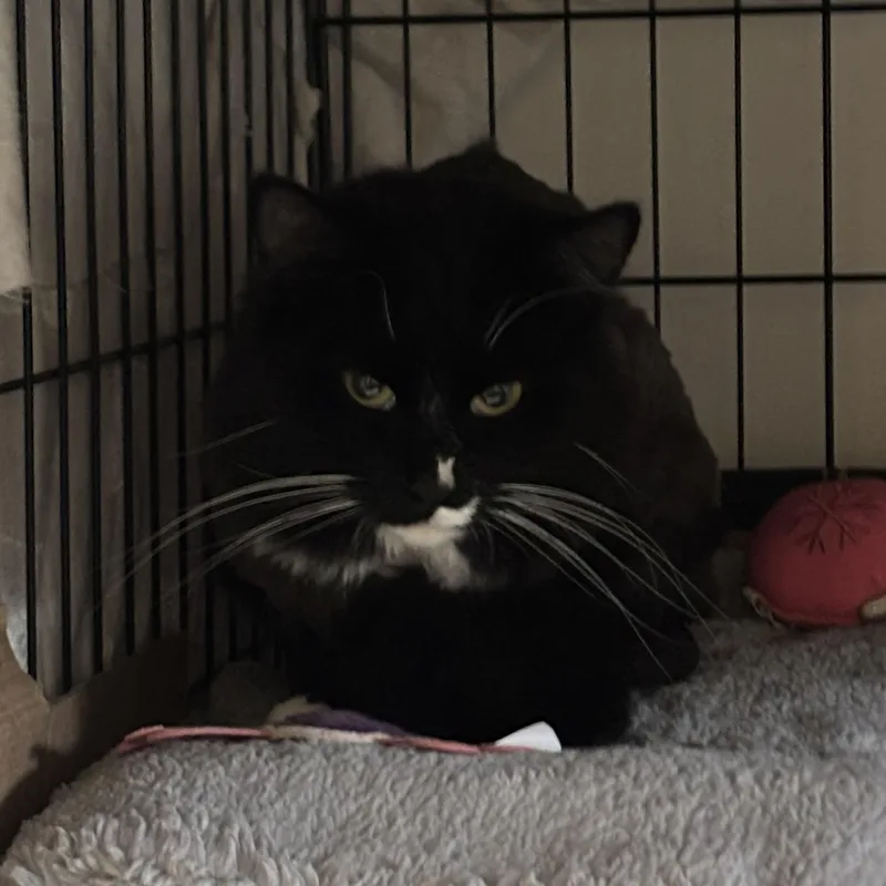 A young medium-sized male Black & White / Tuxedo Domestic Long Hair cat named Pandora for adoption in Pittsburgh, PA