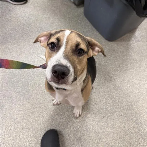 A young medium-sized male White / Cream Mixed Breed dog named Fortuity for adoption in Jacksonville, FL