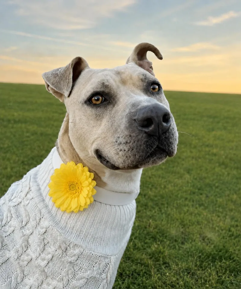 A young large-sized female Pit Bull Terrier dog named Brenda for adoption in Los Angeles, CA