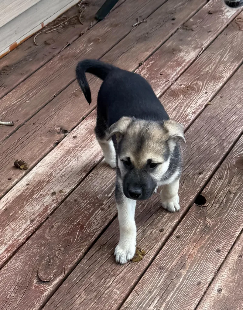 A baby large-sized female Labrador Retriever dog named Chip for adoption in Sun Prairie, WI