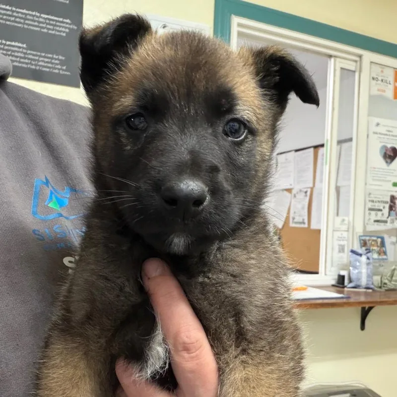 A baby large-sized male German Shepherd Dog dog named Bear for adoption in Mount Shasta, CA