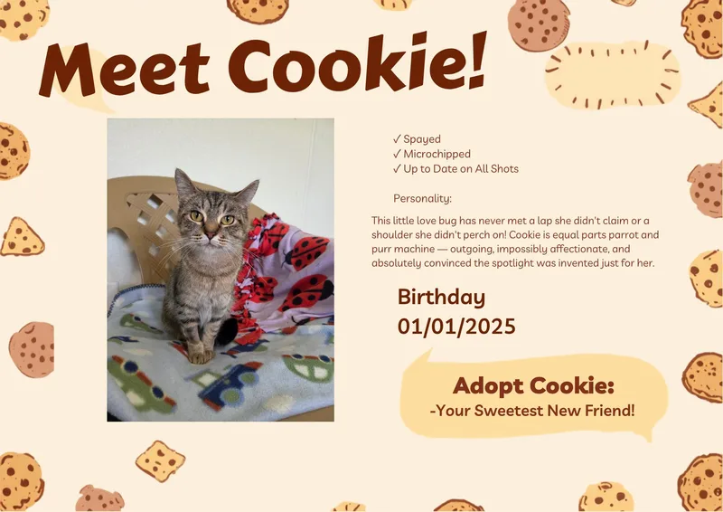 A young medium-sized female Tabby (Brown / Chocolate) Domestic Short Hair cat named Cookie for adoption in Lincoln, IL
