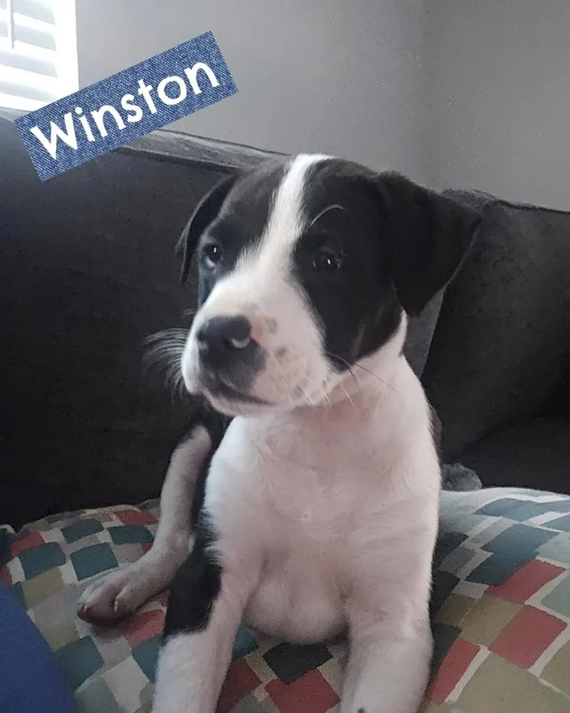 Winston thumbnail 2