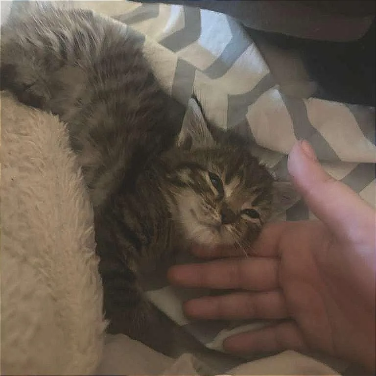 A baby small-sized female Brown / Chocolate Domestic Short Hair cat named Ellie for adoption in Winchester, VA