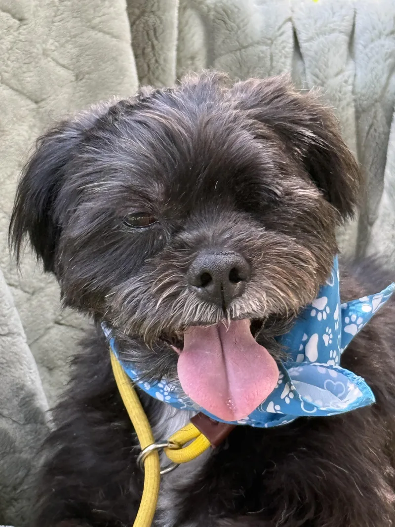An adult small-sized male Black Shih Tzu dog named Ewok for adoption in Levelland, TX