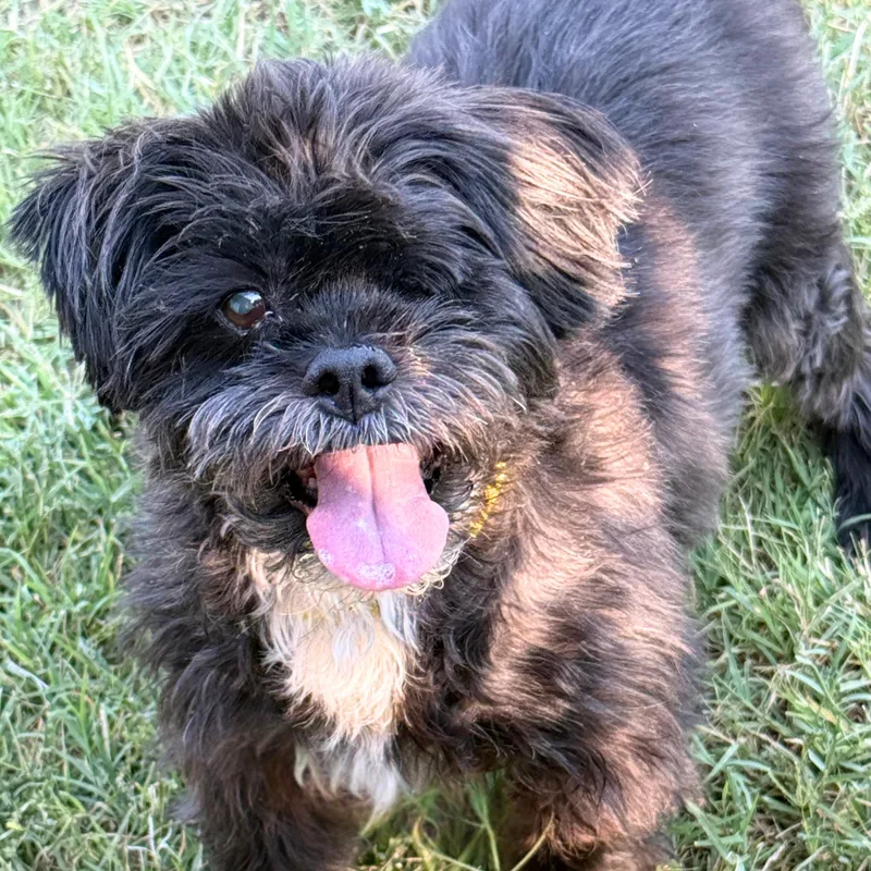 Ewok thumbnail 2