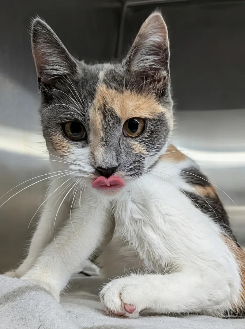 A young medium-sized female Dilute Calico cat named Rose for adoption in Plainfield, NJ
