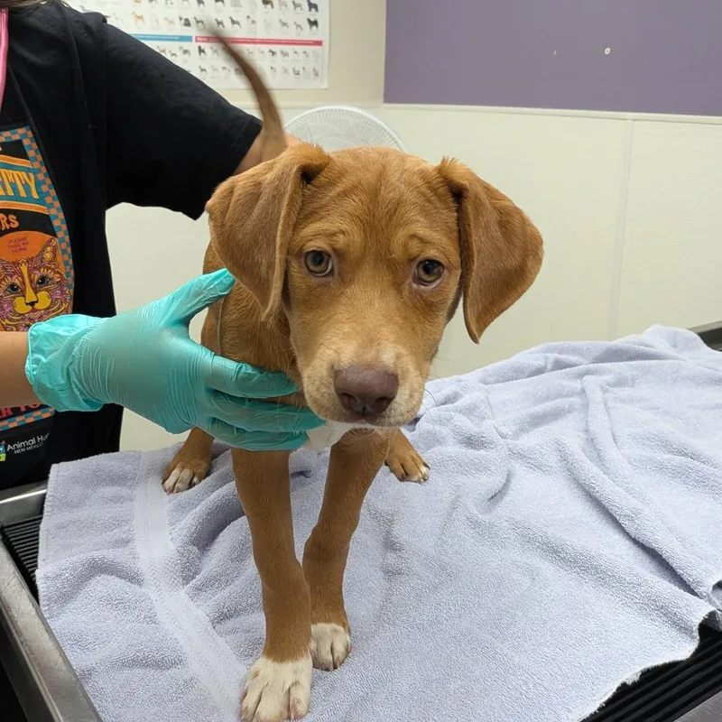 A young medium-sized female Red / Chestnut / Orange Catahoula Leopard Dog named Cher for adoption in Albuquerque, NM