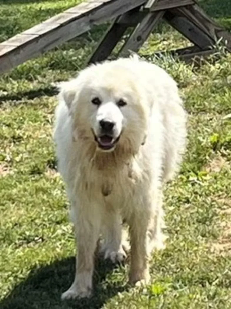 A young extra large-sized male White / Cream Great Pyrenees dog named Ghost  Sponsored! for adoption in Monterey, VA