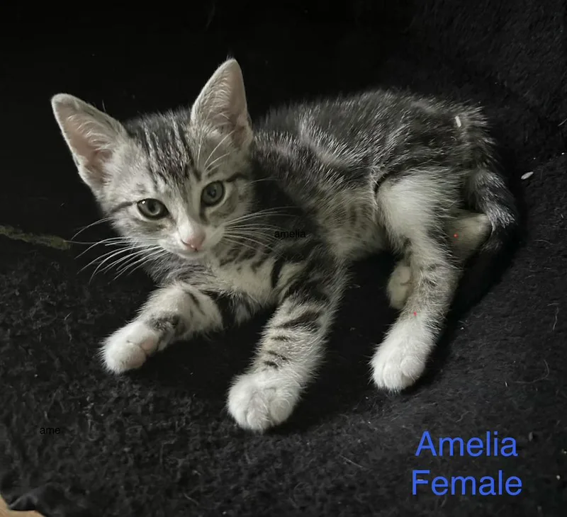 A baby small-sized female Gray & White Domestic Short Hair cat named Amelia for adoption in Bossier City, LA