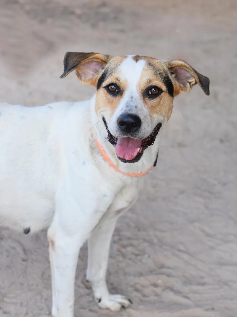 An adult medium-sized female Mixed Breed dog named Mila for adoption in Houston, TX